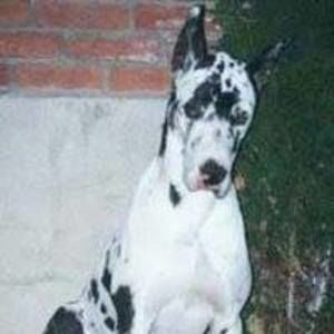 Meet your Posher, Joe